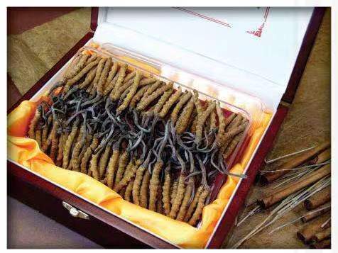 麻阳冬虫夏草回收